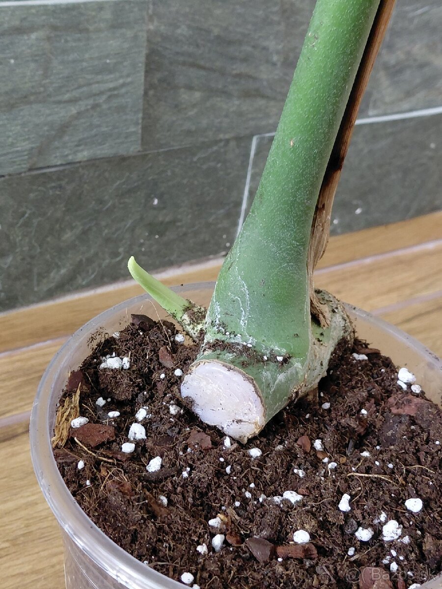 Odrezky monstera deliciosa - 2