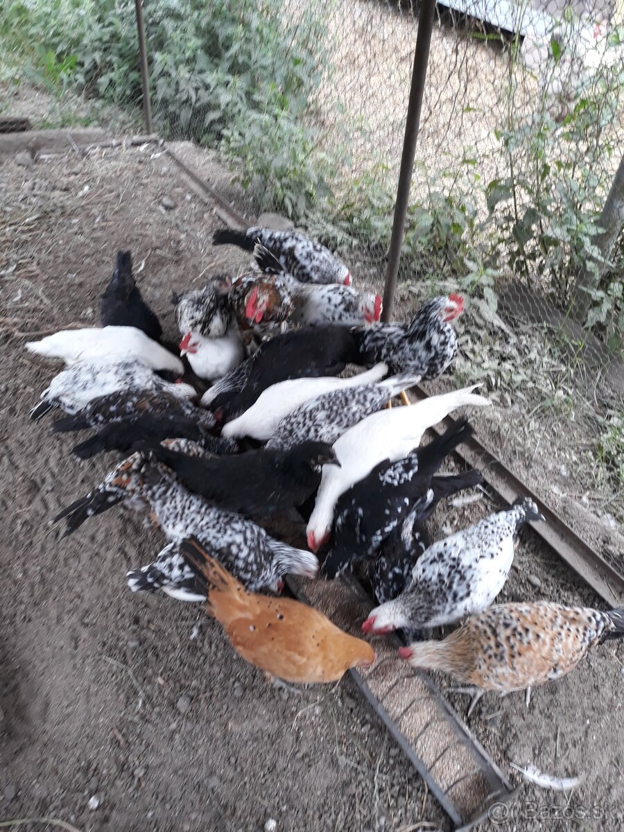 Predám - 2