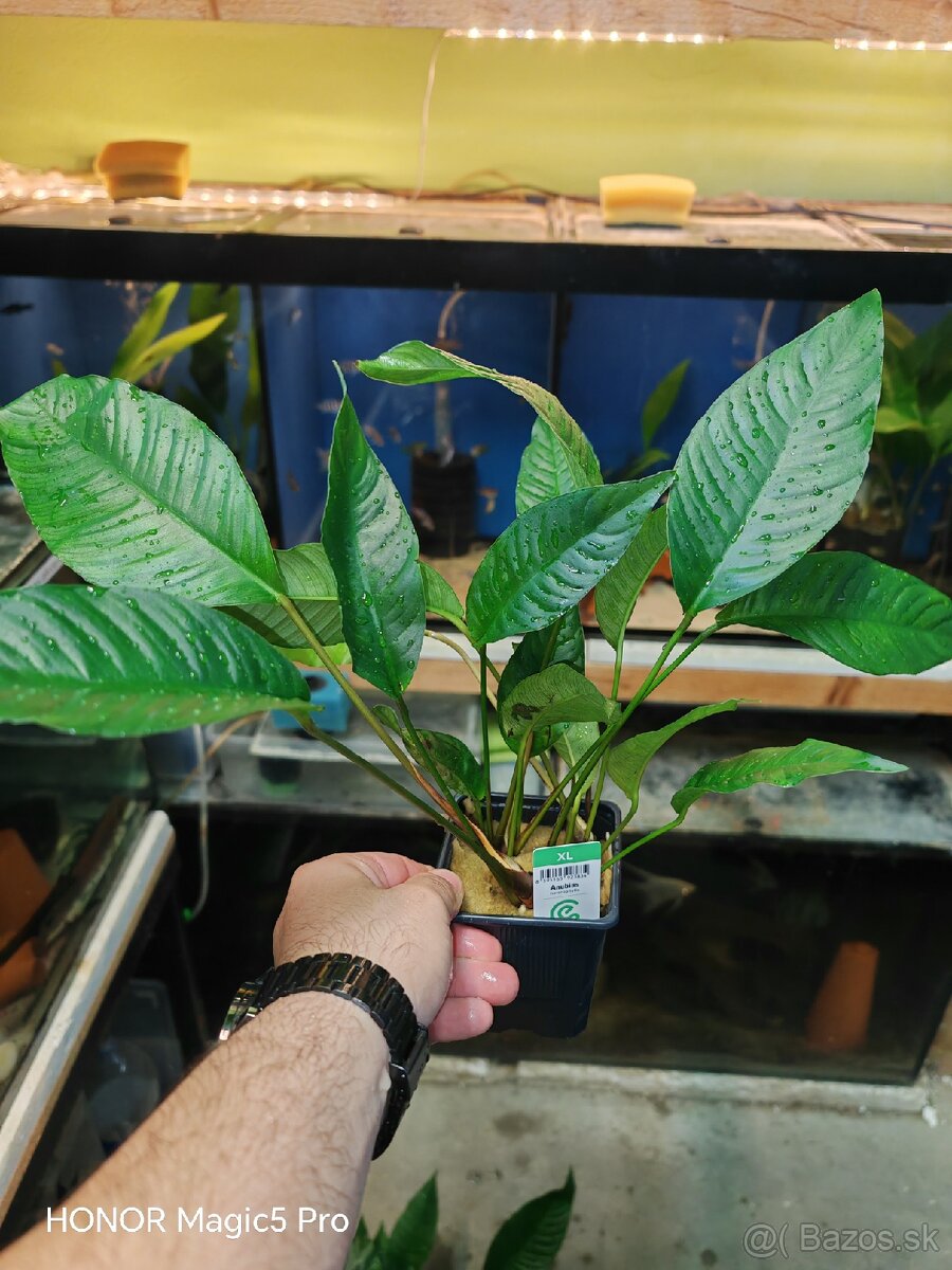 Anubias heterophylla - 2