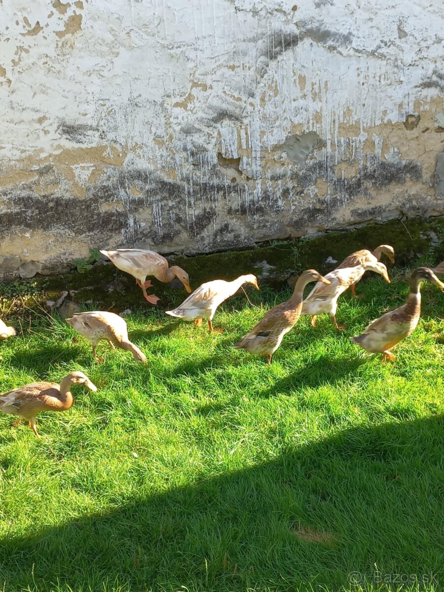 Predam indickych bezcov - 2