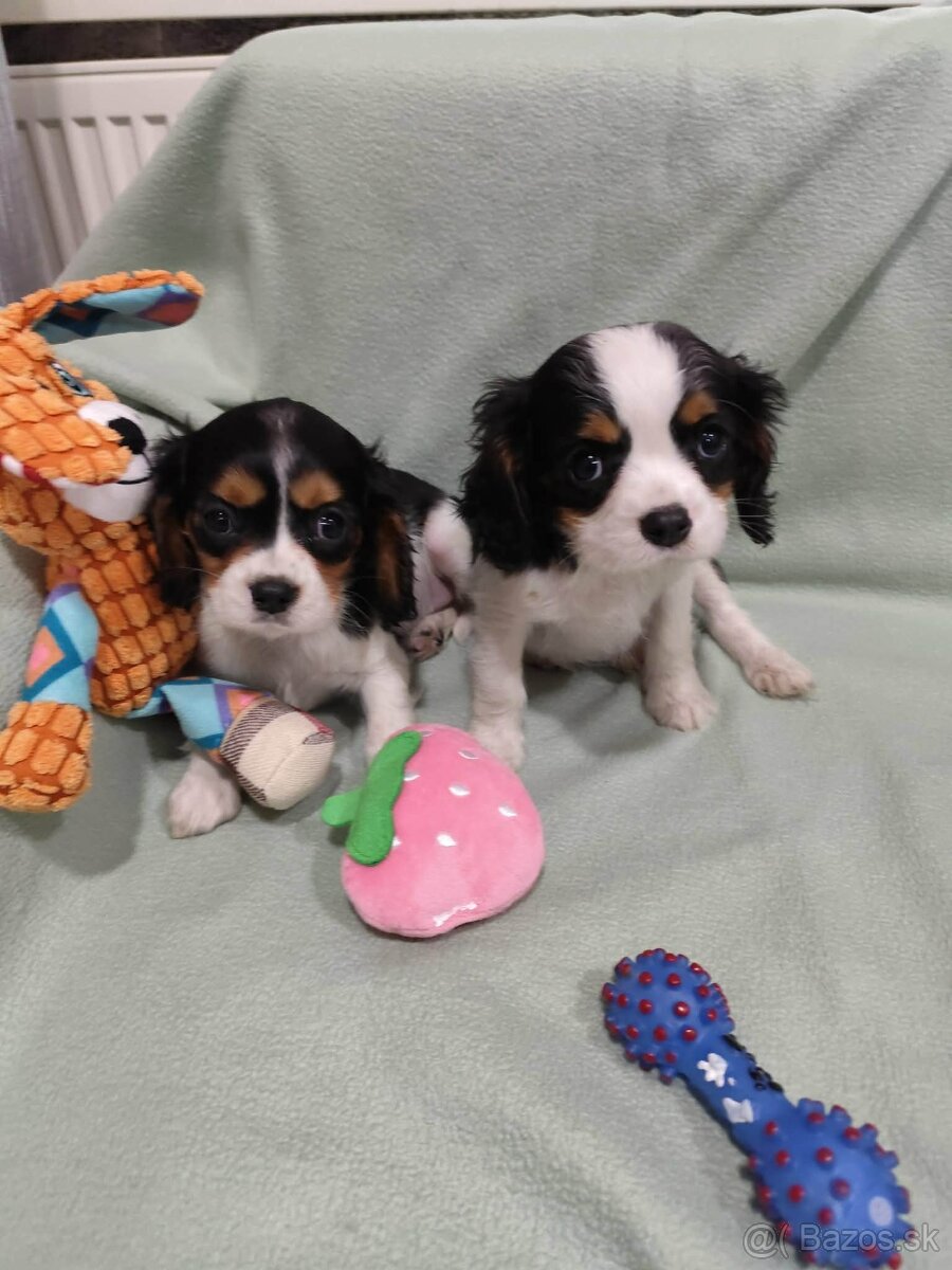 Cavalier King Charles španiel - 2
