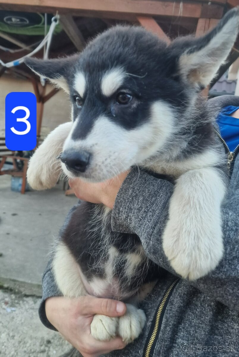 Aljašský malamut - 2