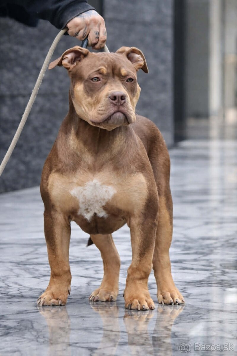 🔥 American Bully Xl 🔥 - 2