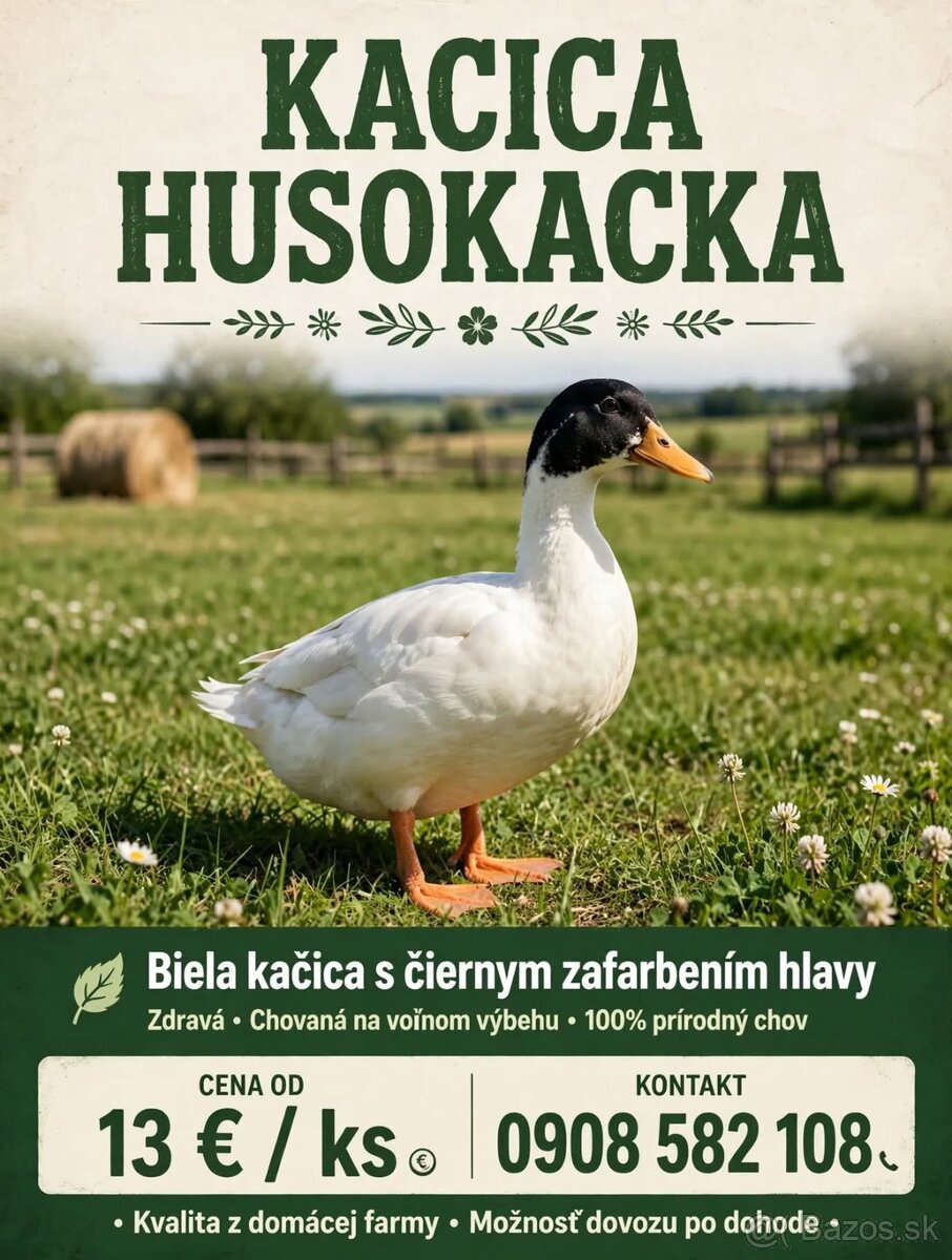 Pstruh dúhový a kačica - 2