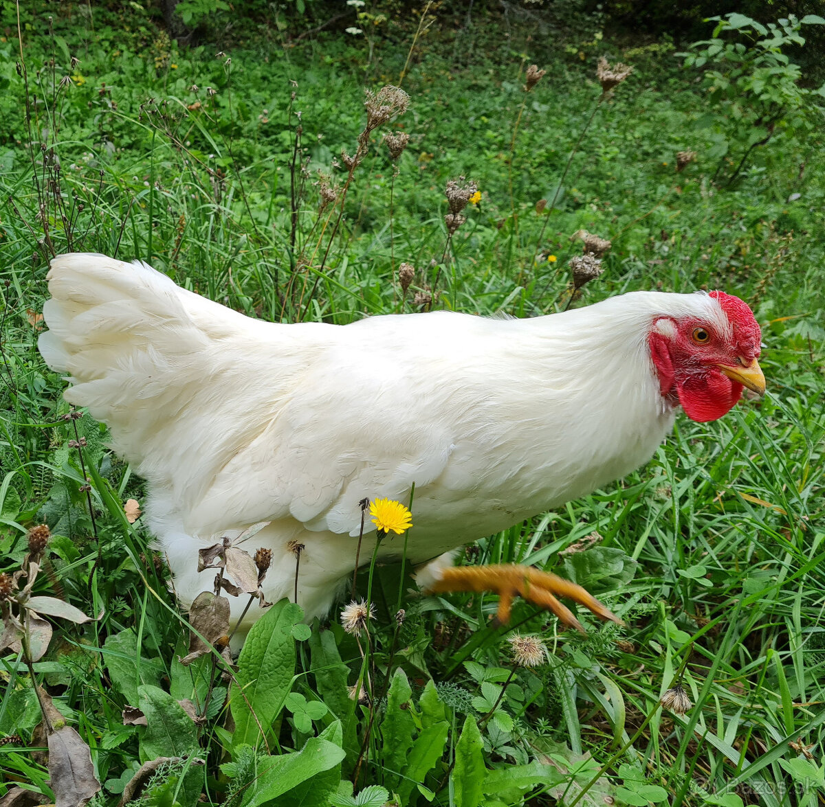 Mládky oravka biela 4 mes. na predaj - 2