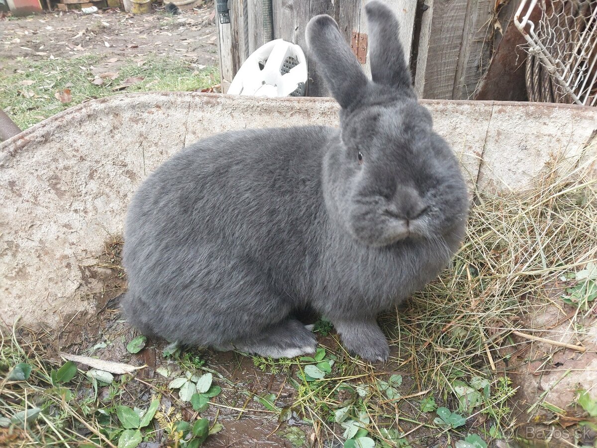 Viedenský modrý králik - 2