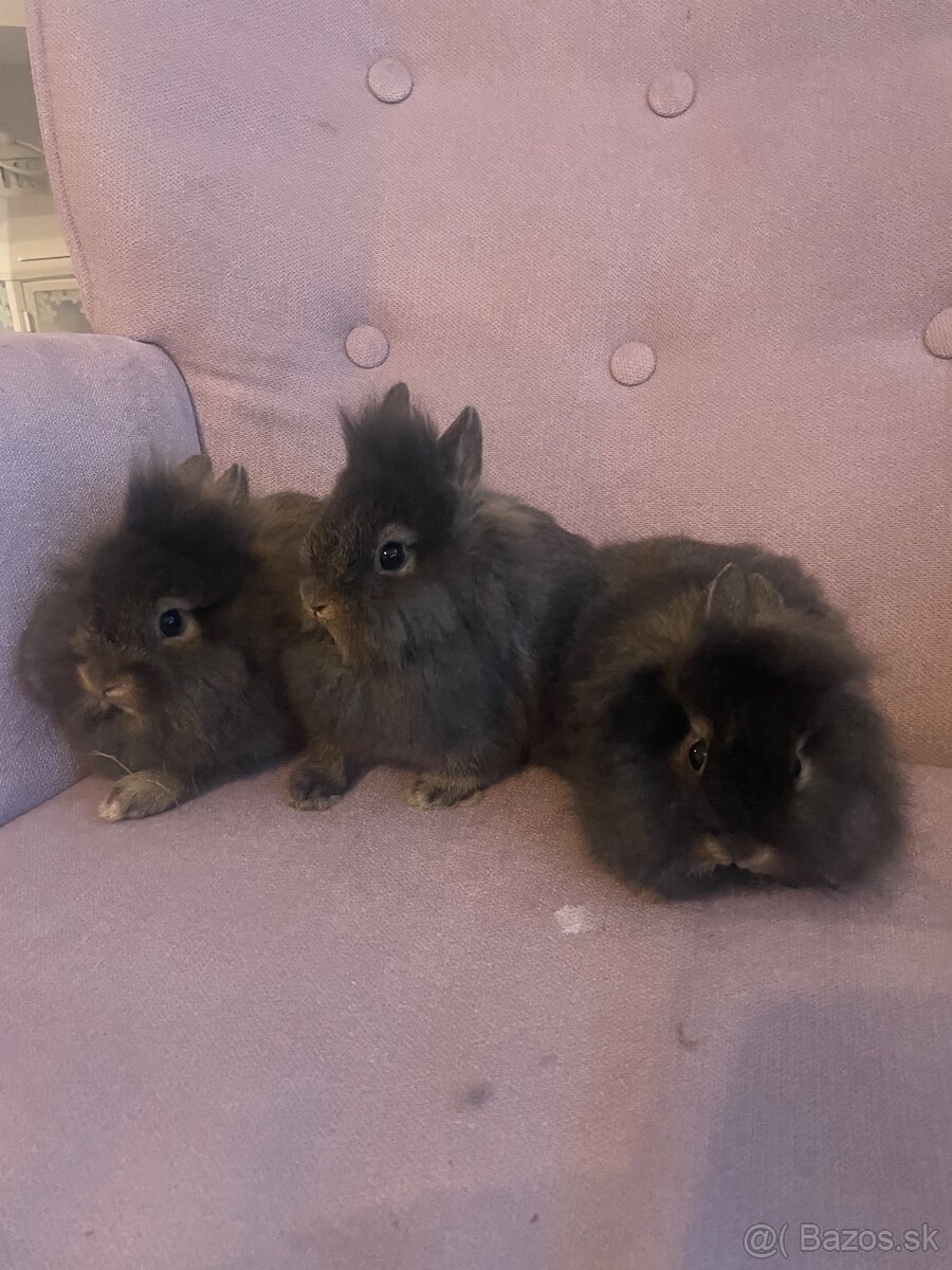 Zakrslý králik s Teddy génom - 2