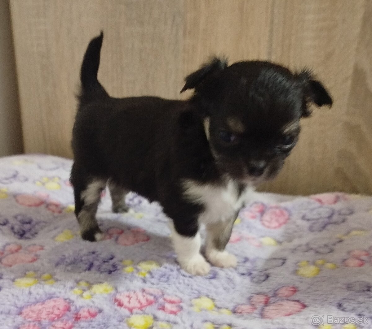 Čivava mini sučka dlhosrsta - 2