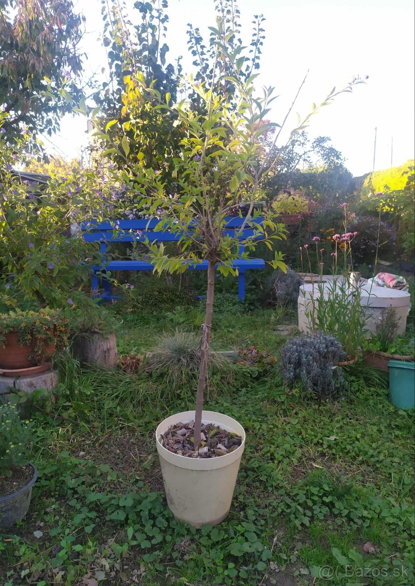 Oleander , Encián - 2