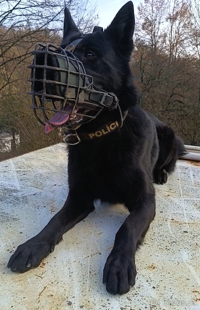 Nemecký ovčiak - krytie - 2