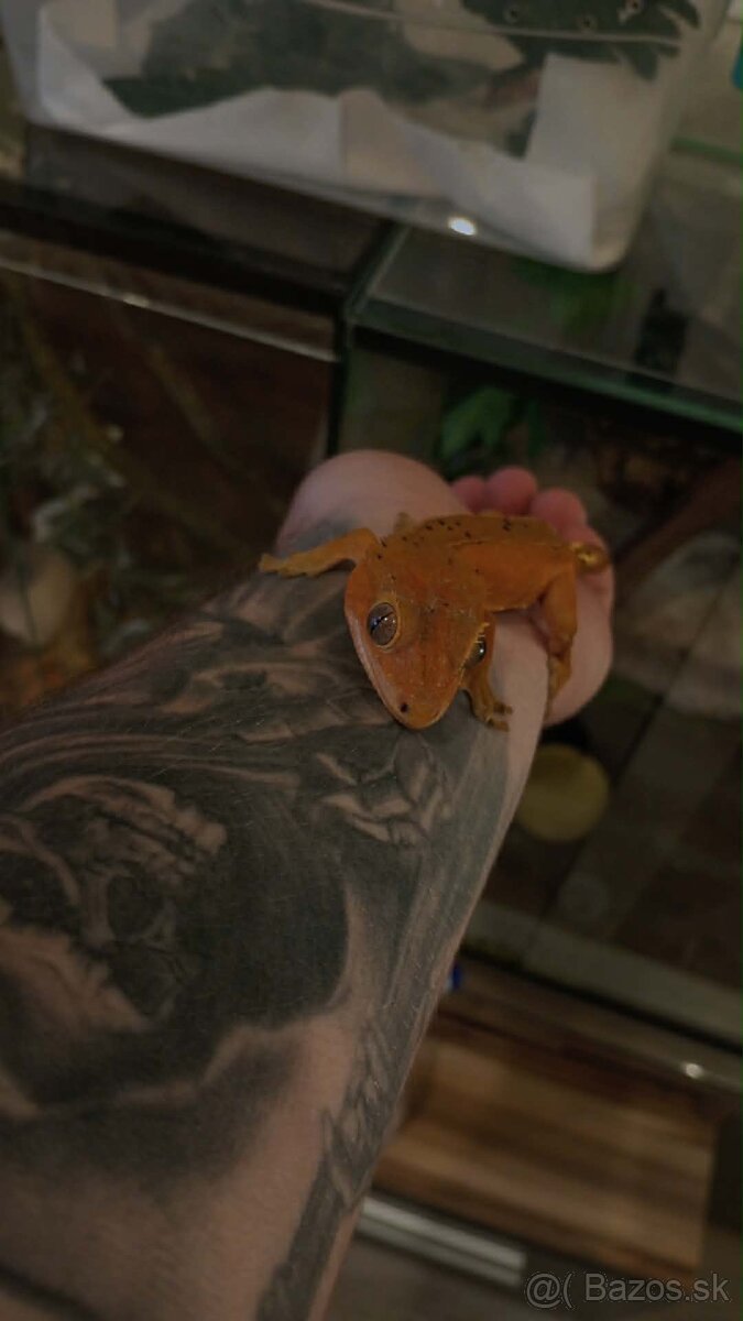 Pagekon riastnaty mláďatá - 2