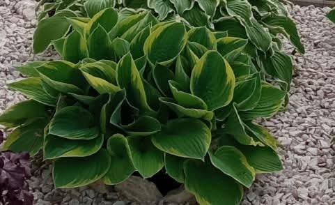 Hosta koreň,funkia , bohyska, - 2