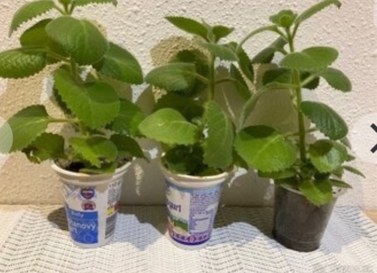 Nadchovnik, Rymovnik - Mexicky eukalyptus - 2