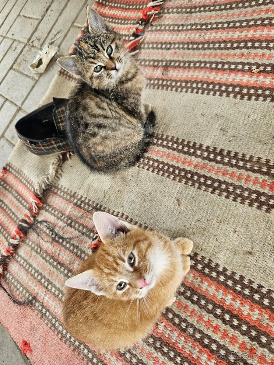 Darujem mačiatka - 2