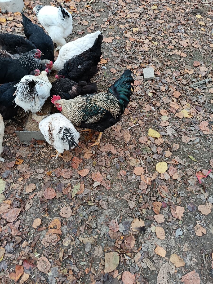 Predam kohutov - 2