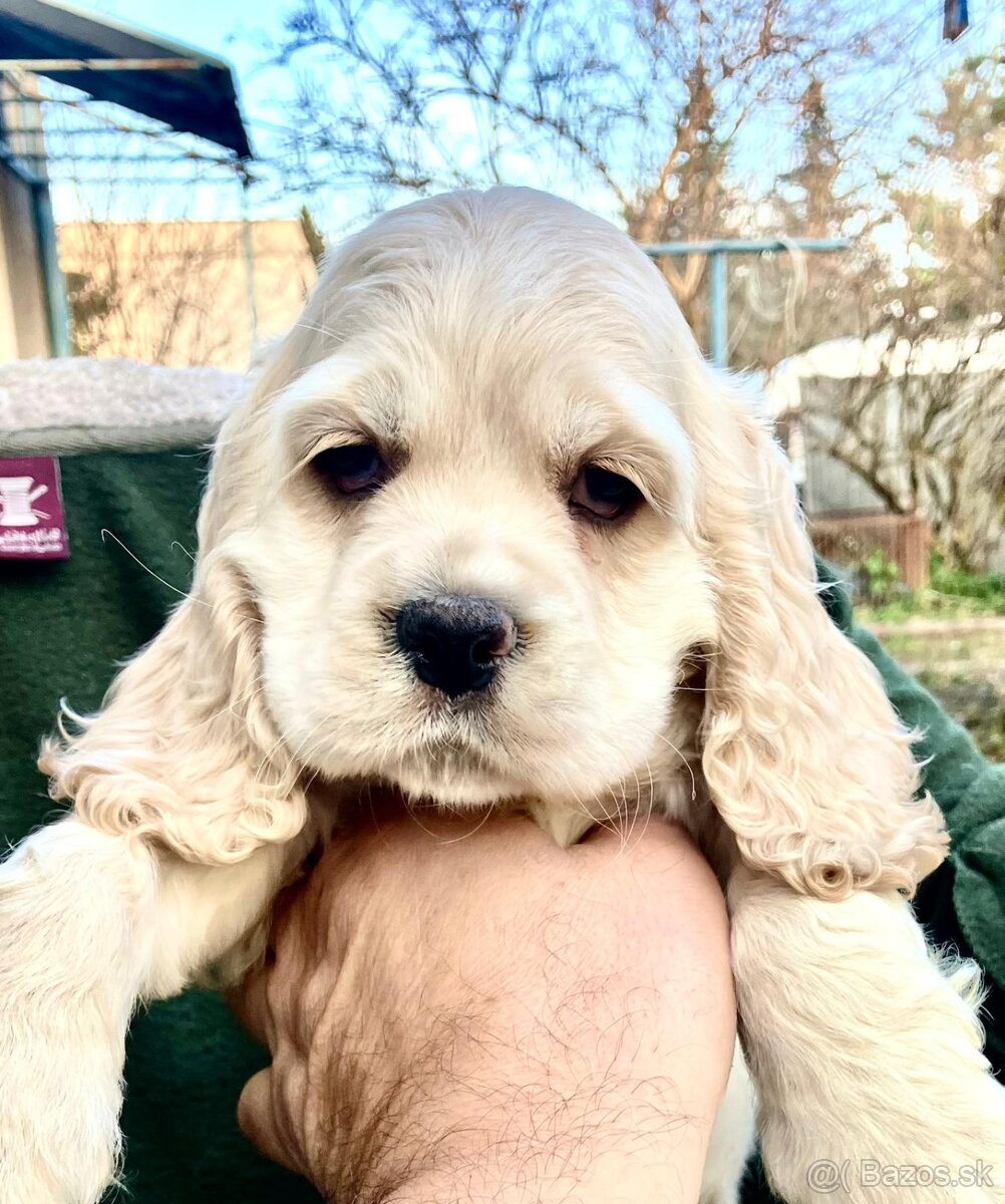 Americky kokerspaniel - 2