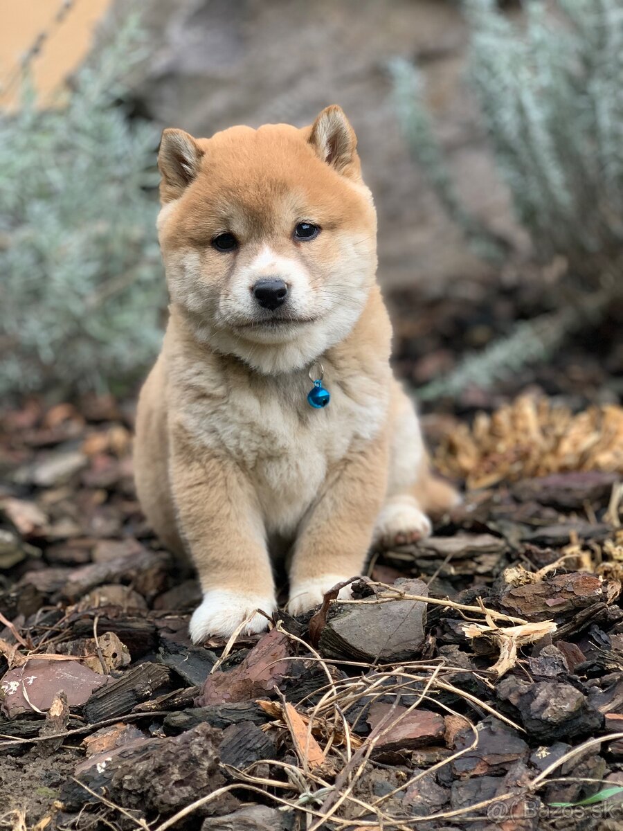 Shiba inu - 2