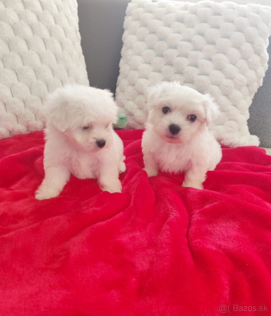 Maltezsky psík, maltezák, maltez - 2