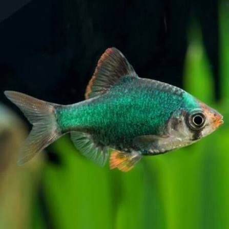 Darujem rybu mrenka machová - 2