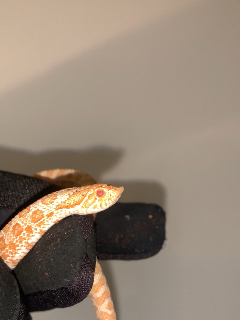 Heterodon nasicus,hognose - 2