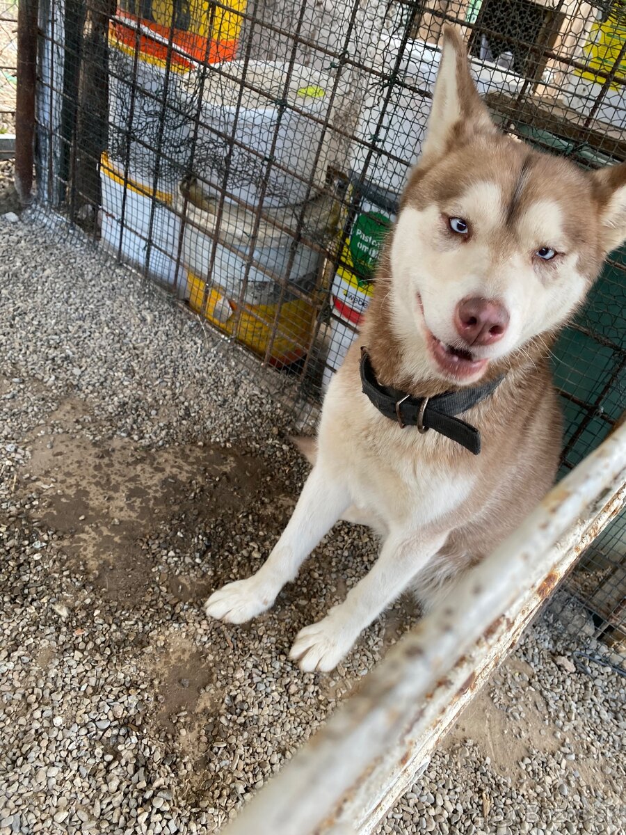 Predam psa husky - 2