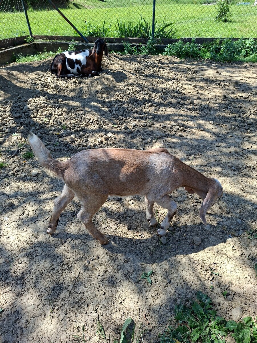 Kozička - 2
