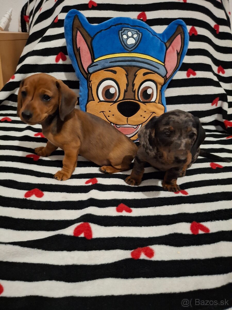 Trpasličí jazvečík - 2