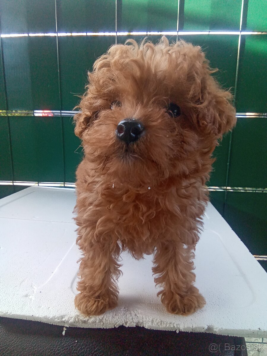 Toy pudel . pudlik - 2