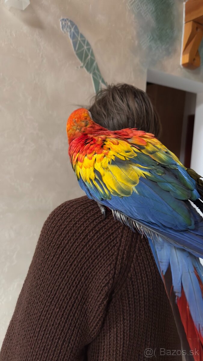 Ara arakanga (macao) - 2