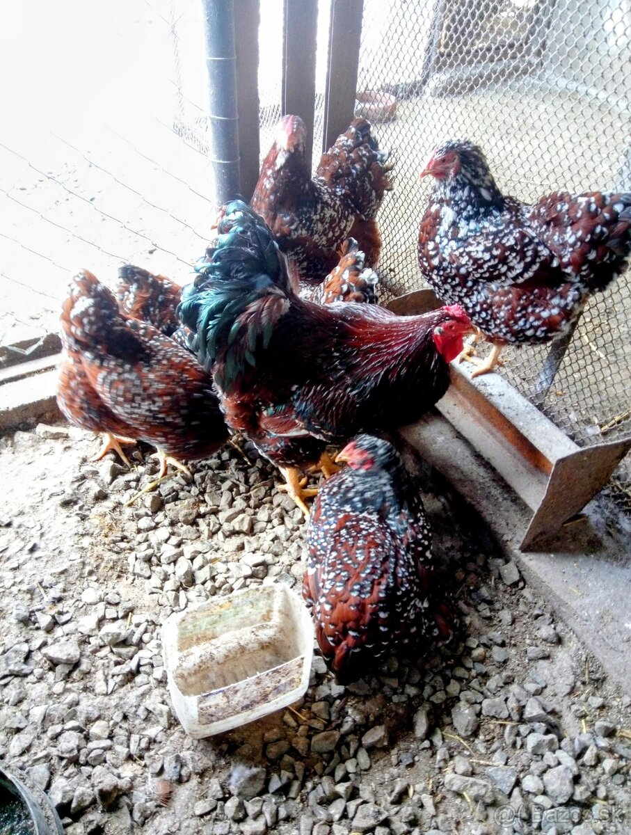 Wyandotka porcelánova - 2