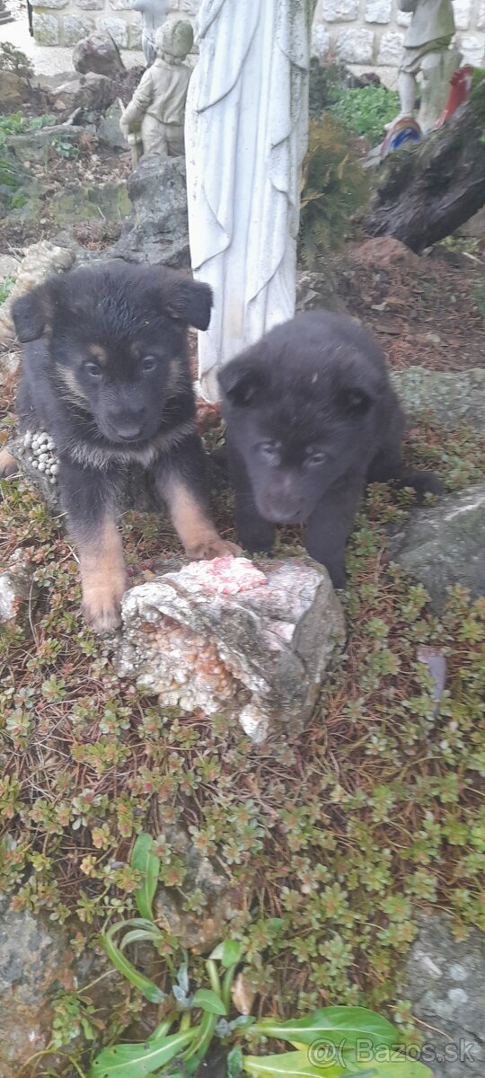 Nemecký ovčiak šteniatka - 2