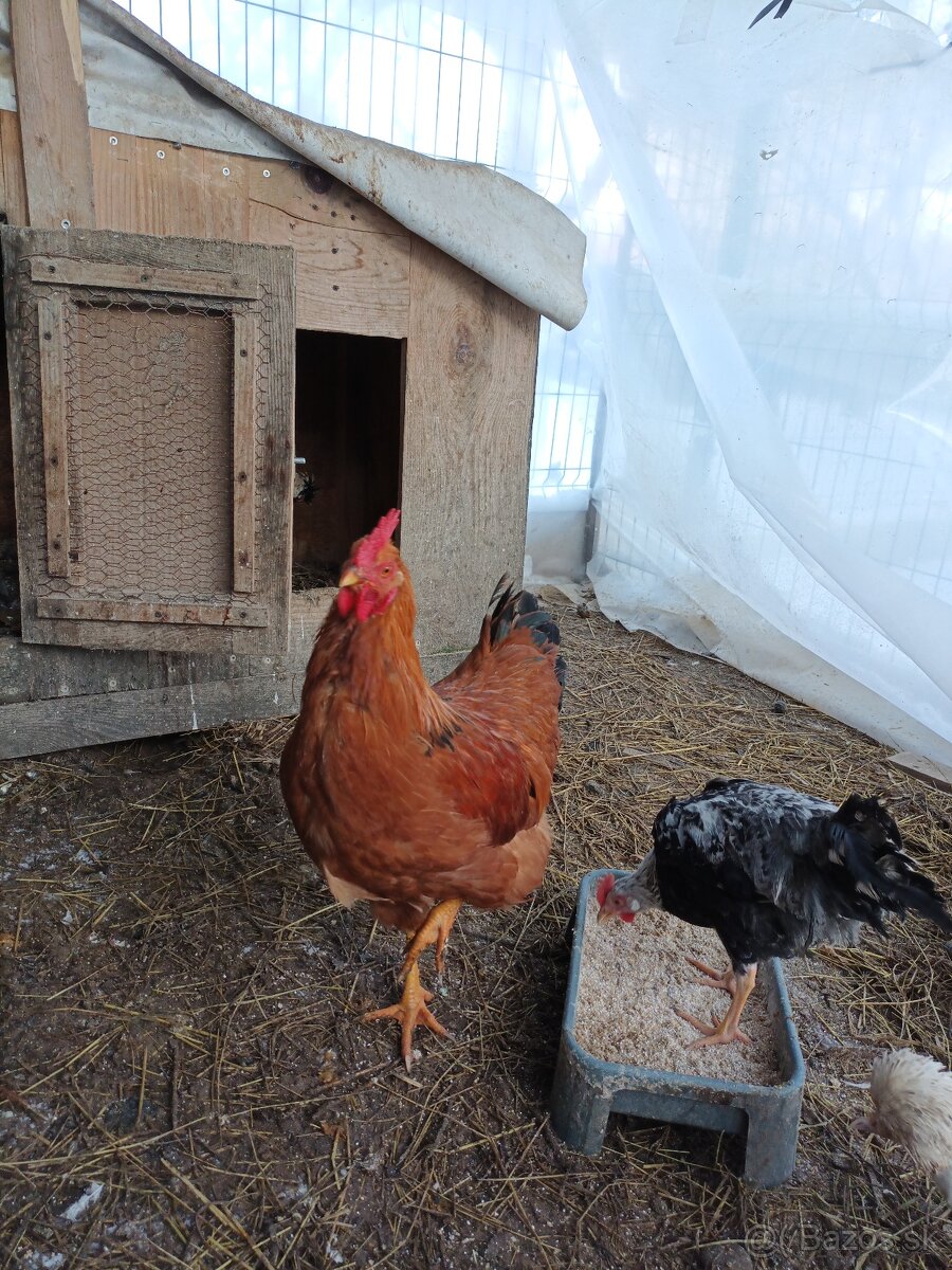 Predám kohúta hempšir - 2