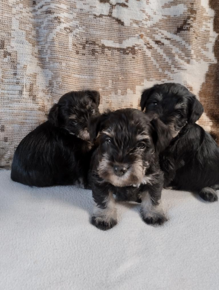 Bradač malý čiernostrieborný - 2