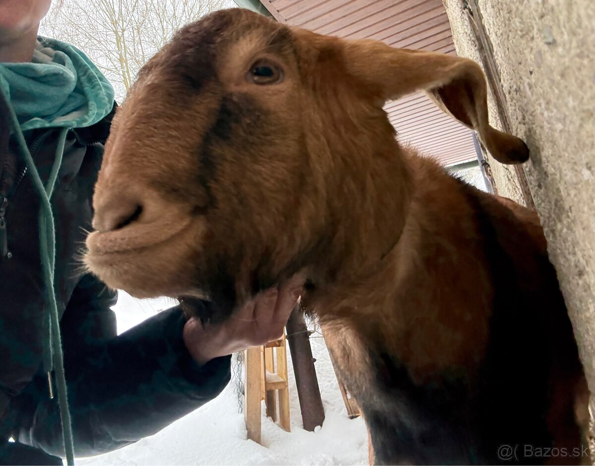 Vysokopodielovy cap 1rok - 2