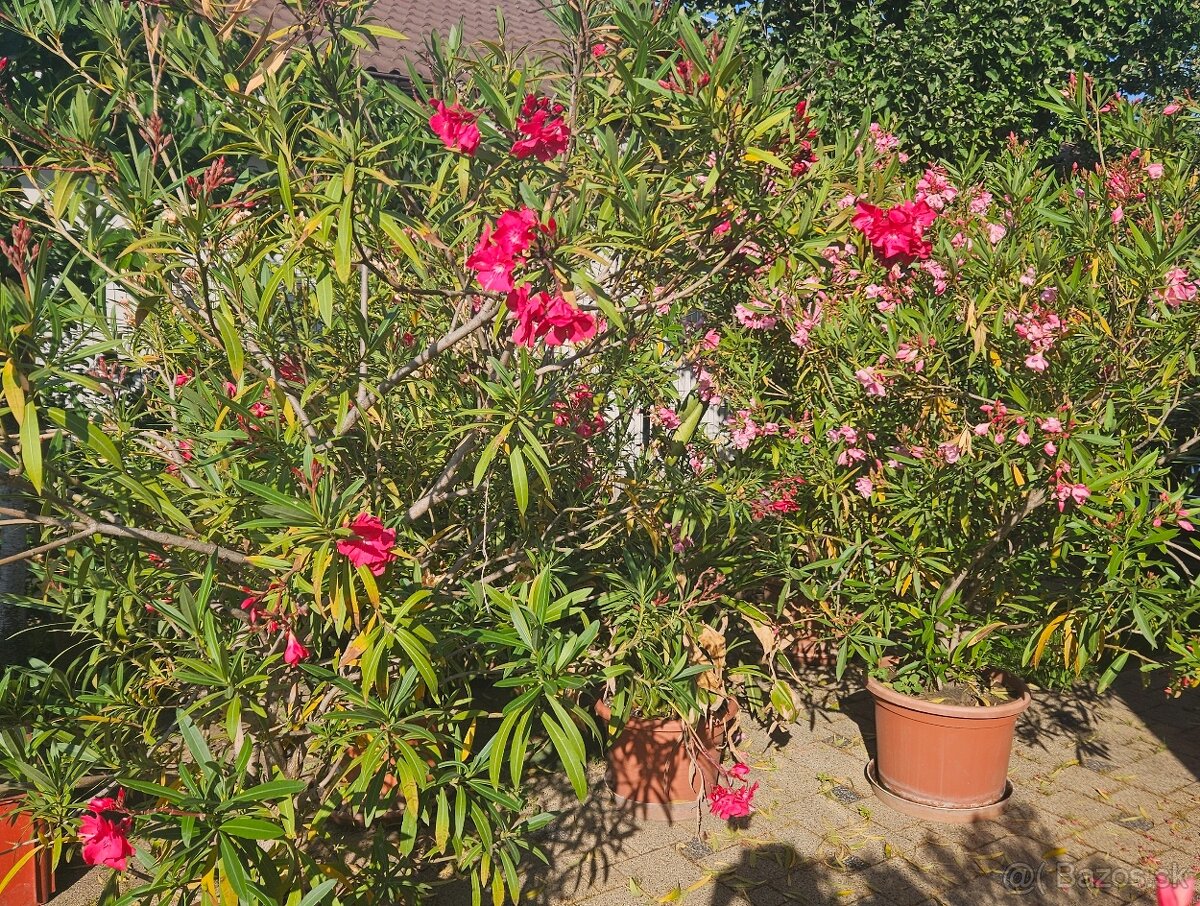 Predám oleandre - 2