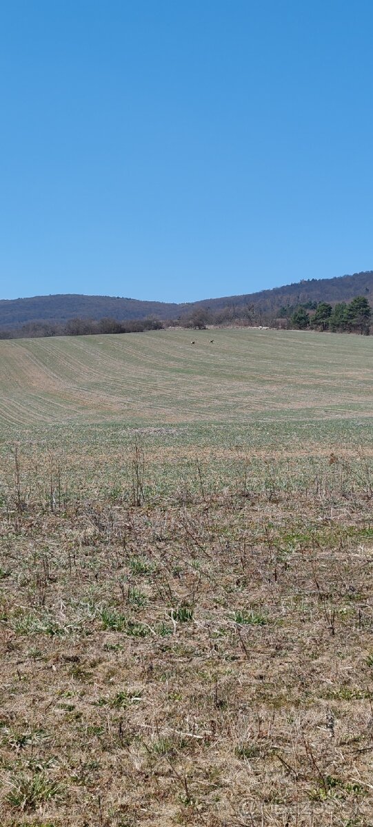 Prenájom pozemku - 2