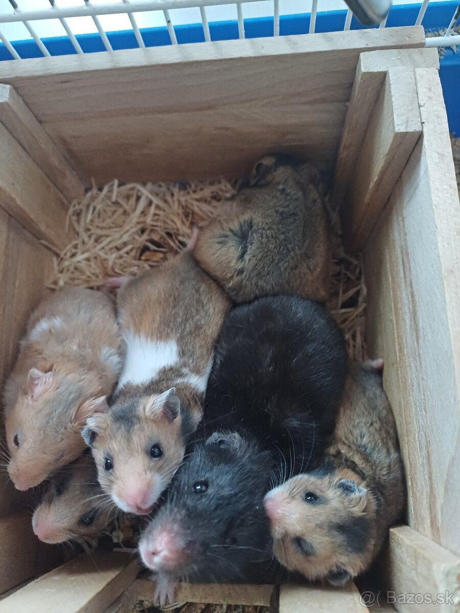 Darujem škrečok sýrsky - 2