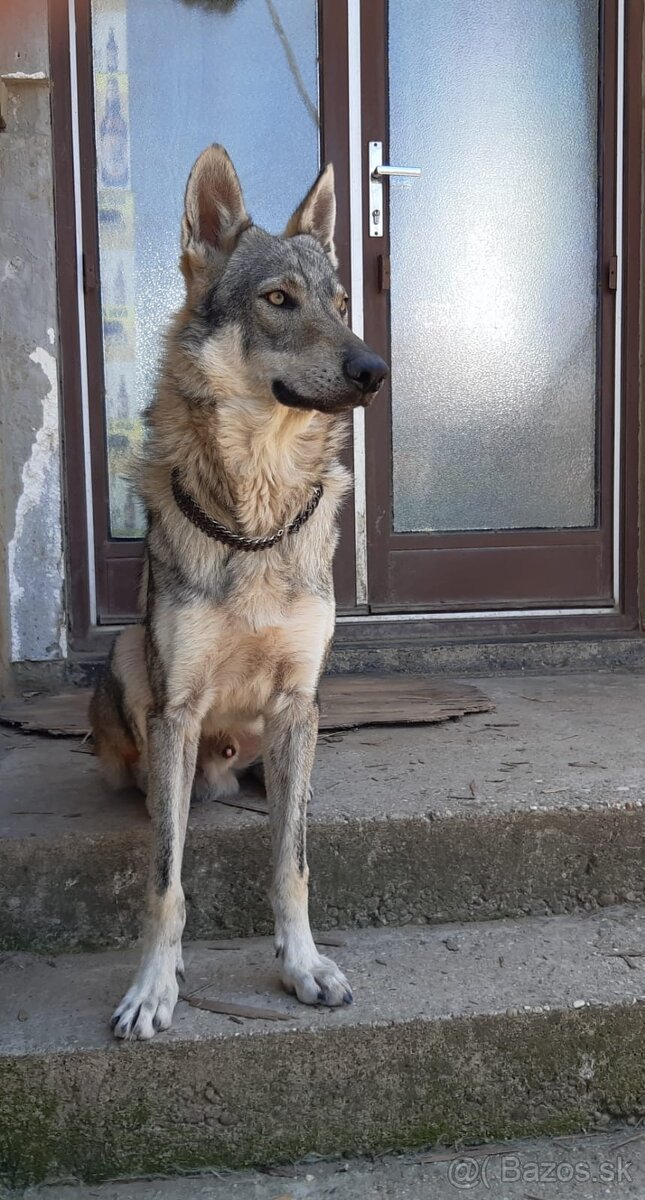 Ceskoslovenský vlčiak-šteniatka - 2