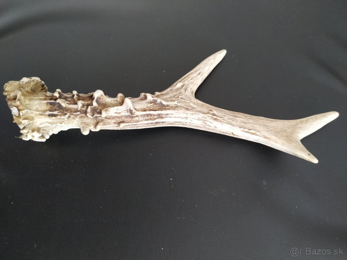 Samorast / Paroh - 2