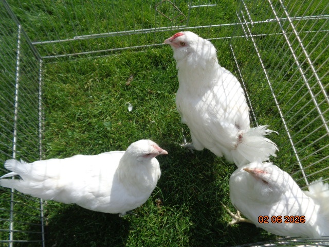 Ameraucana - 2