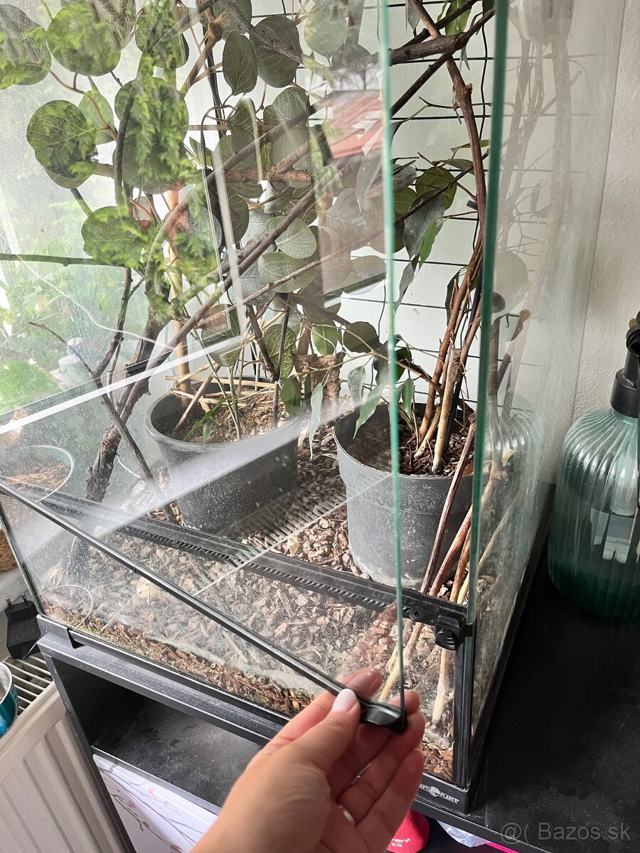 Terarium chameleon - 2