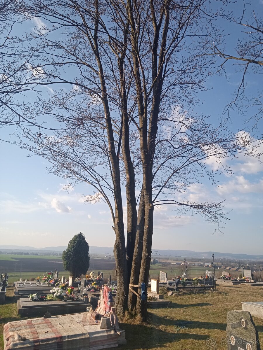 Výškové práce - rizikové pílenie - štiepkovanie - 2