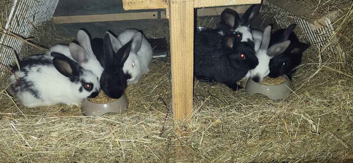 Králiky - 2
