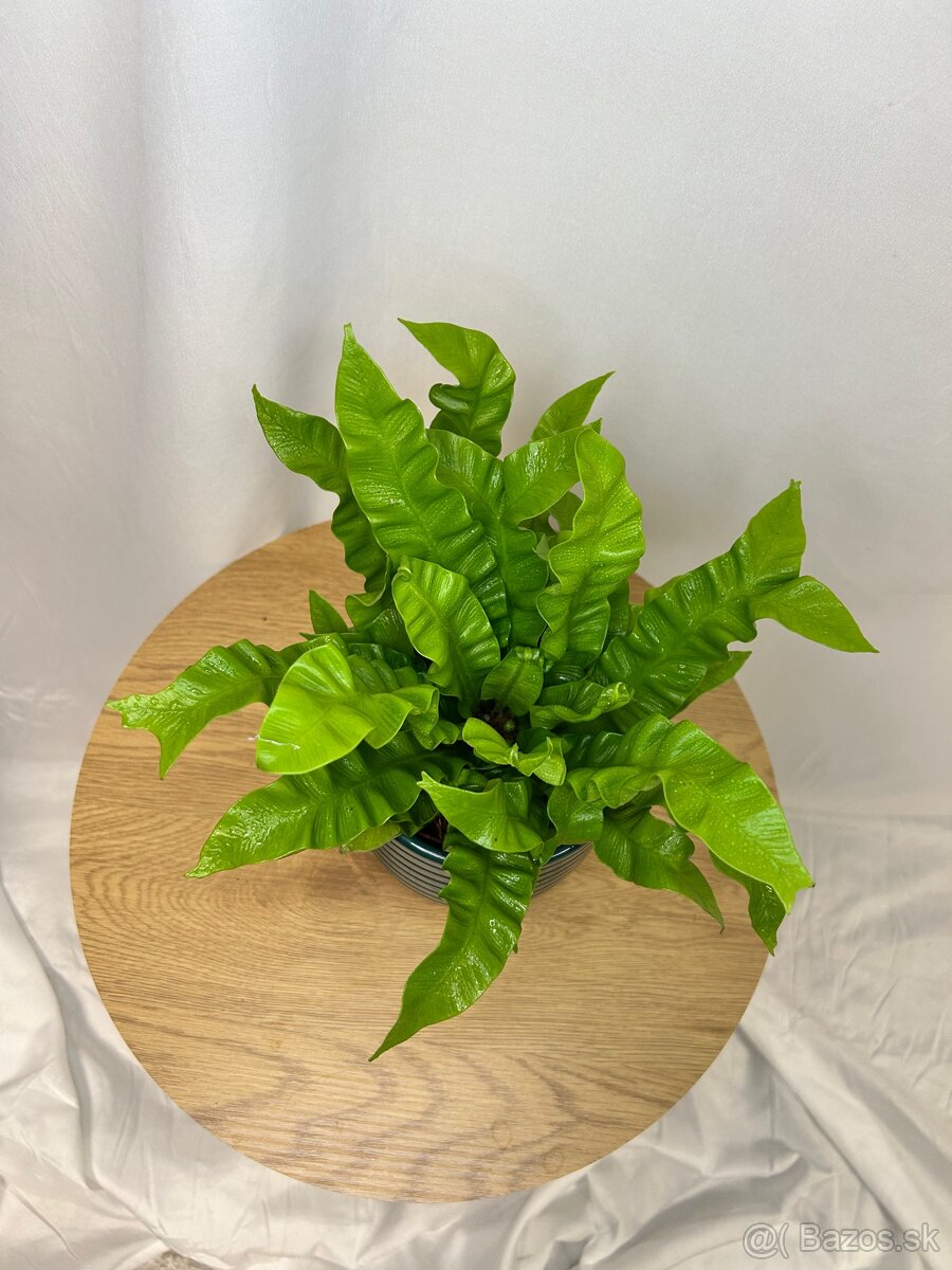 Asplenium Nidus ‘Crispy Wave’ - 2