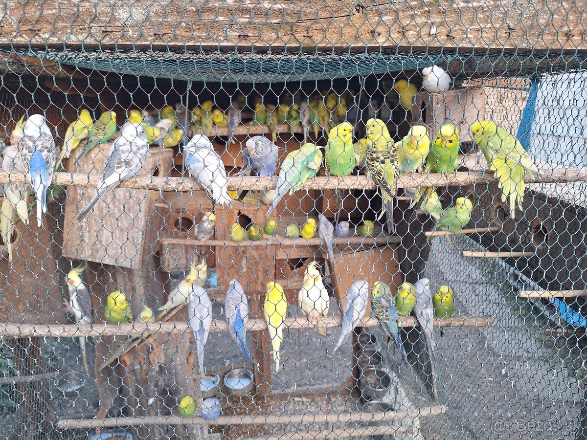 Predám mladé andulky - 2