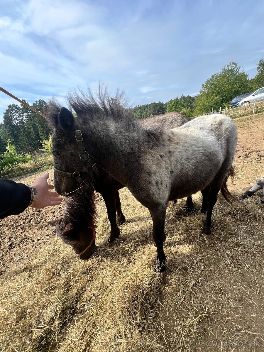 Miniappaloosa, kobylka - 2