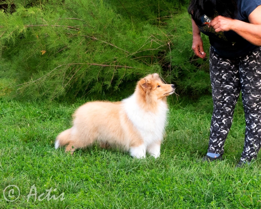 Kólia dlhosrstá s PP - 2