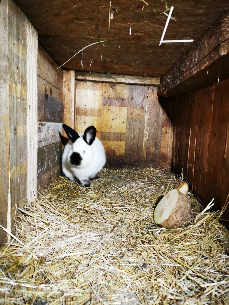 kalifornsky kralik samec - 2