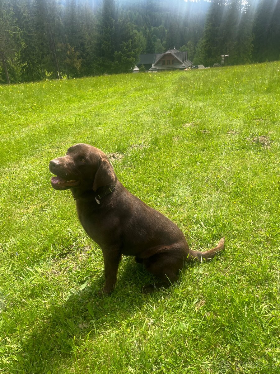 Čokoladový labrador na krytie - 2