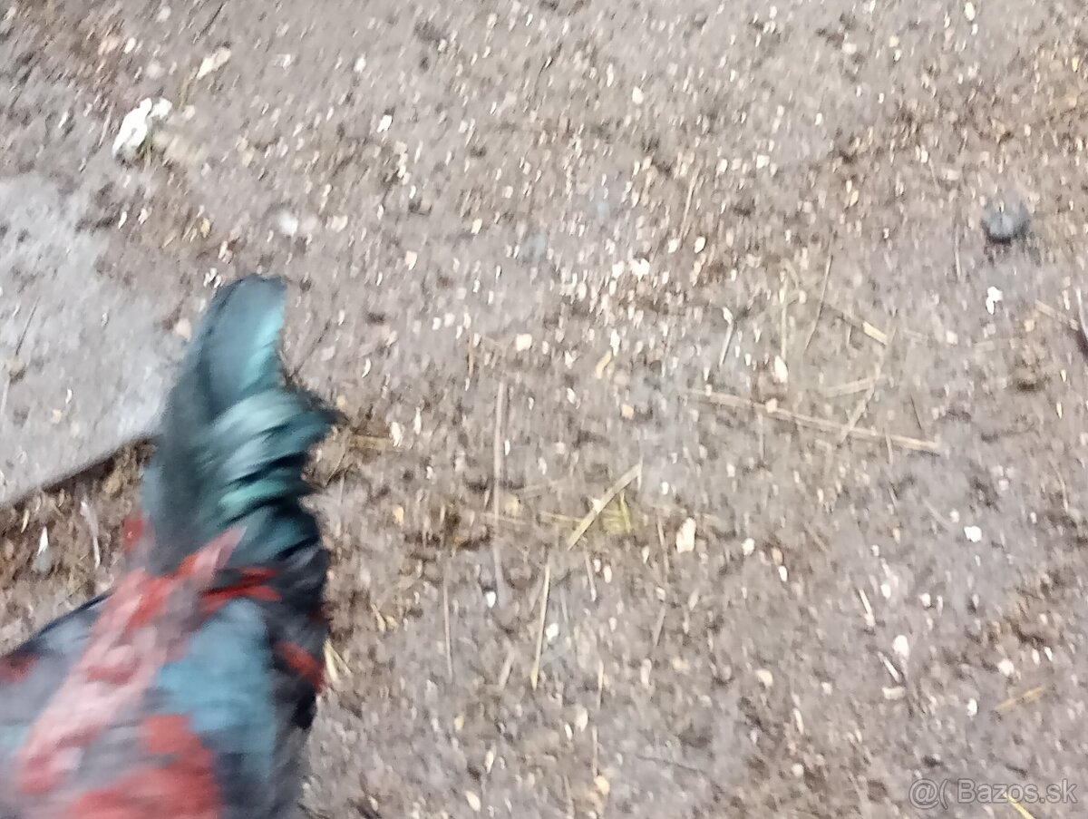 VLAŠKA JARABIČIA - 2